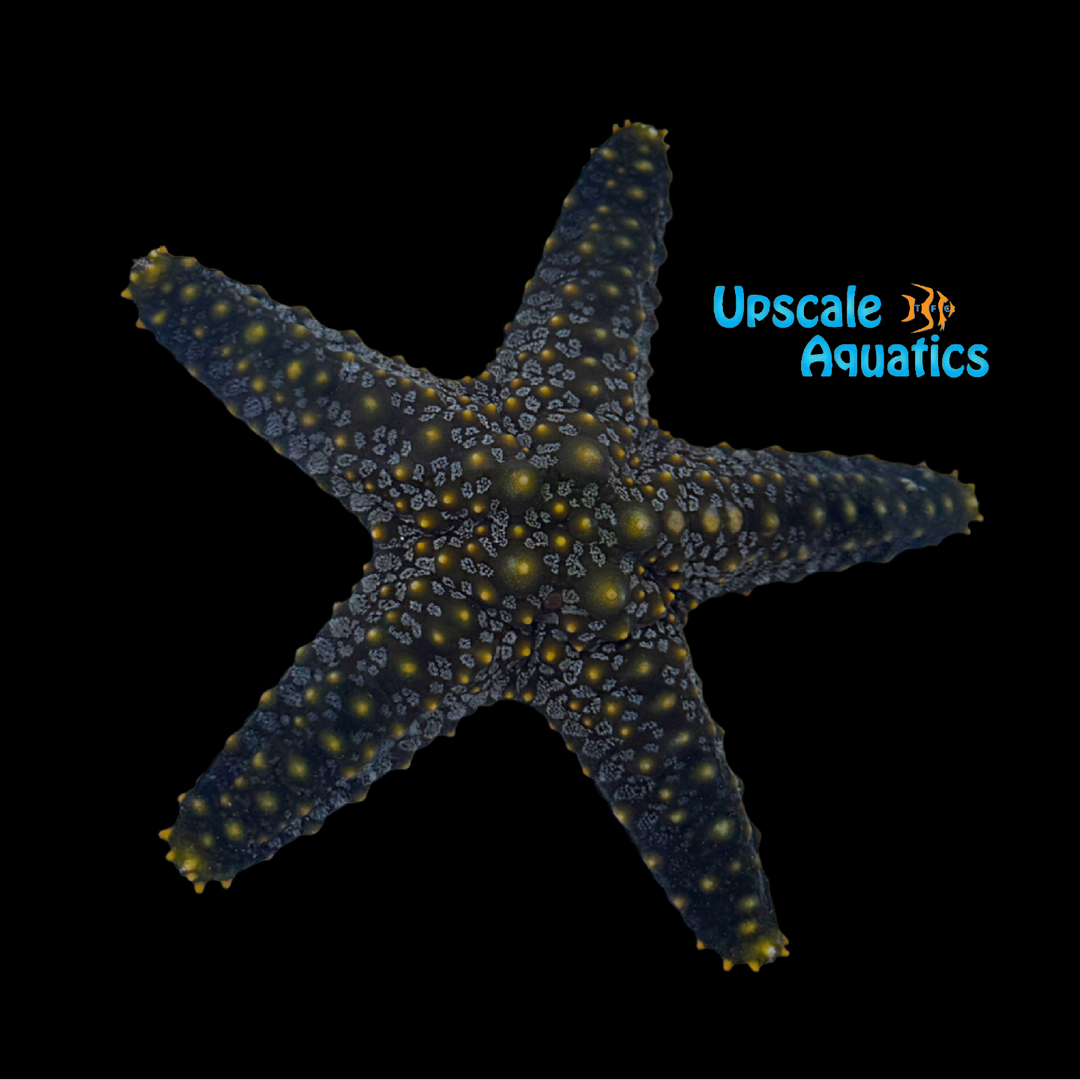 Multicolored Knobbed Sea Star (Pentaceraster mammillatus)