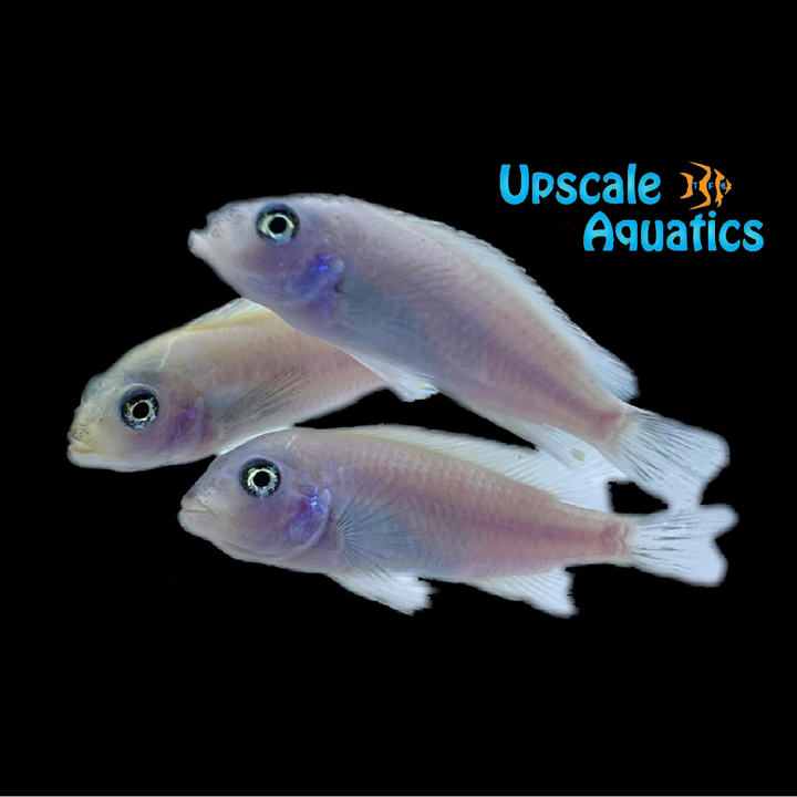 Pearl White Zebra Cichlid (Metriaclima callainos 'pearl')