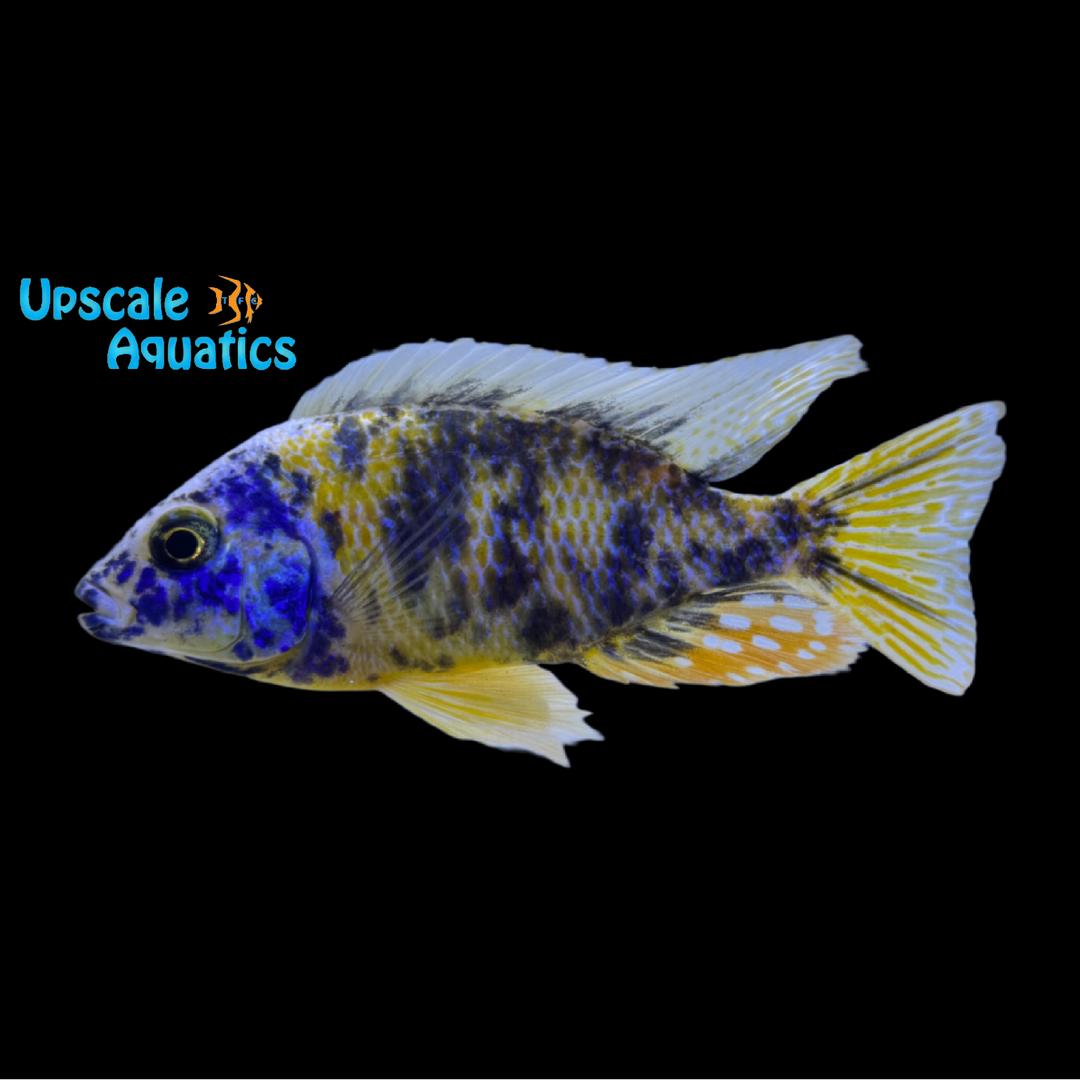 OB Taiwan Reef (Protomelas sp. 'Steveni Taiwan')