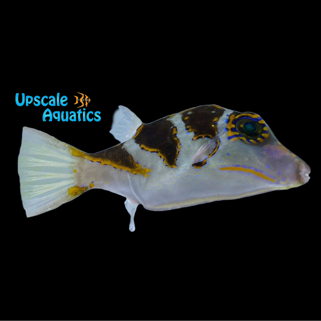 Pacific Crown Toby Puffer (Canthigaster axiologus)