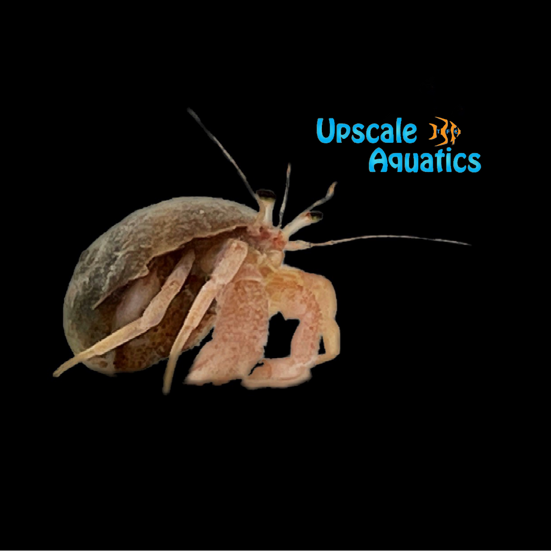 White Leg Hermit Crab (Clibanarius sp.)