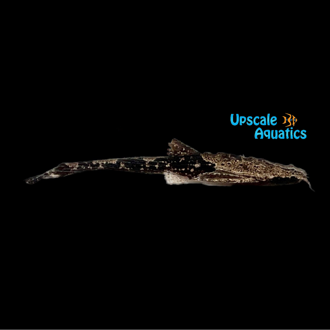 Camouflaged Banjo Catfish (Bunocephalus amaurus)