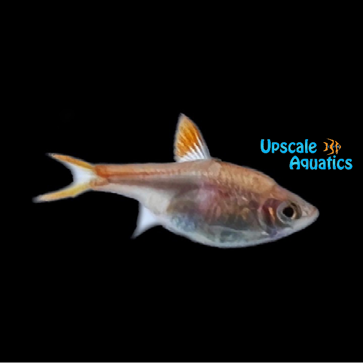 Gold Harlequin Rasbora (Trigonostigma heteromorpha 'Gold')