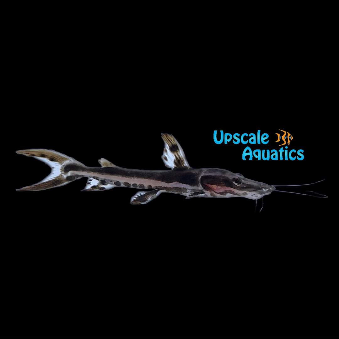 Tiger Shovelnose Catfish (Pseudoplatystoma fasciatum)