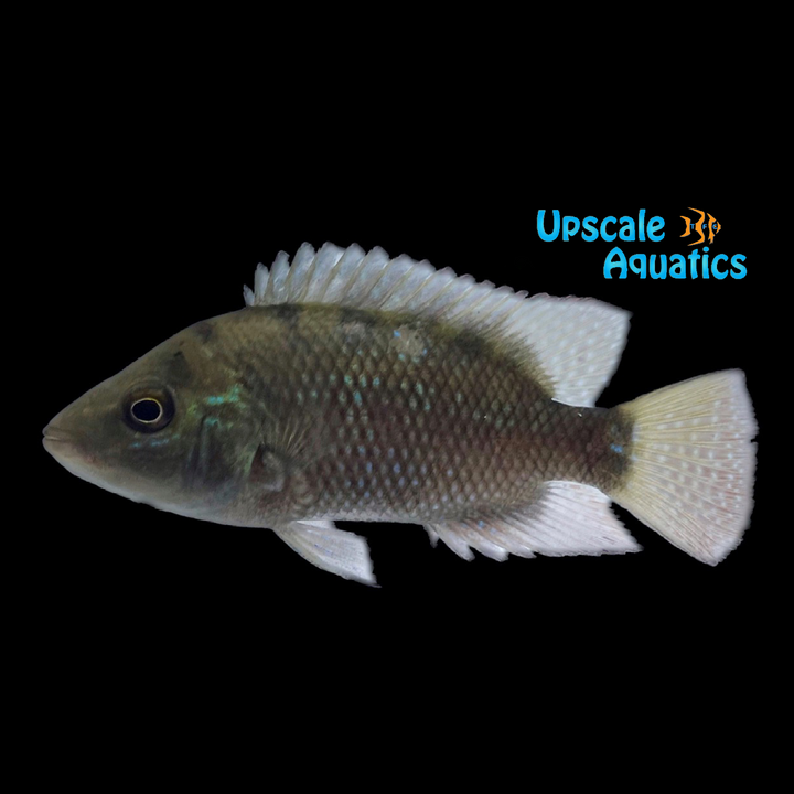 Red Terror Cichlid (Mesoheros festae)