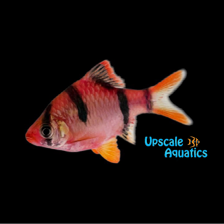 Strawberry Tiger Barb (Puntius tetrazona)