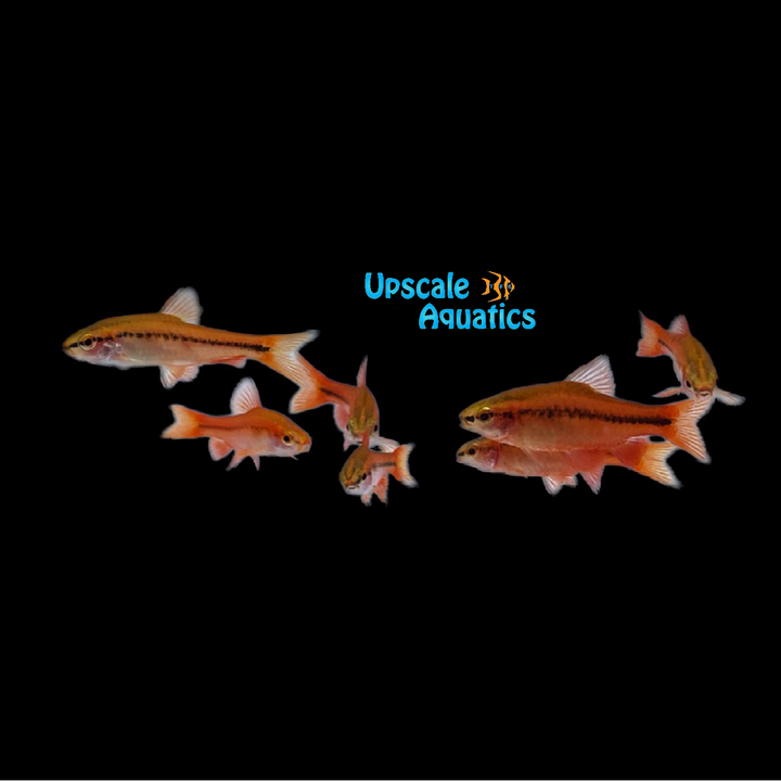 Cherry Barb (Puntius titteya)