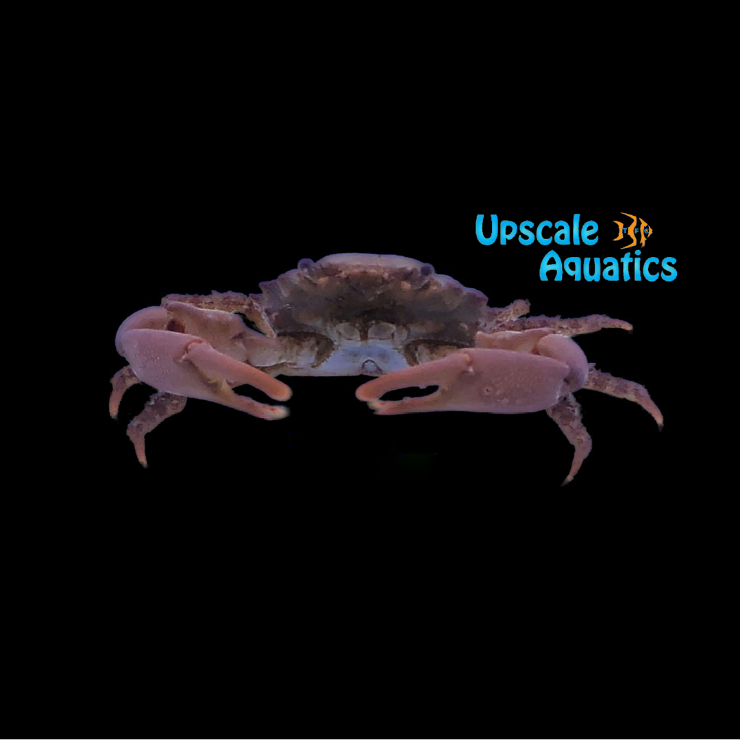 Red Emerald Crab (Mithraculus sculptus)