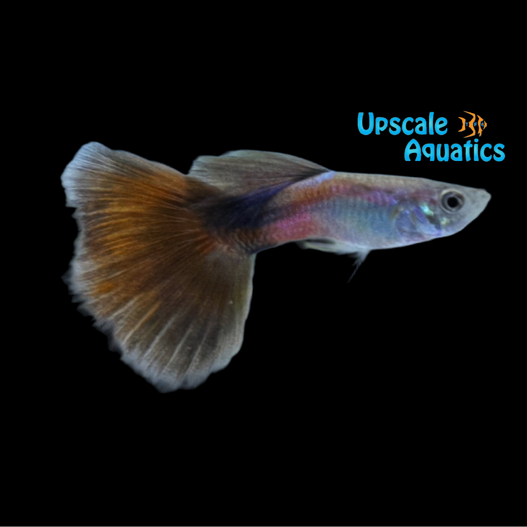 Red Queen Guppy (Poecilia reticulata)