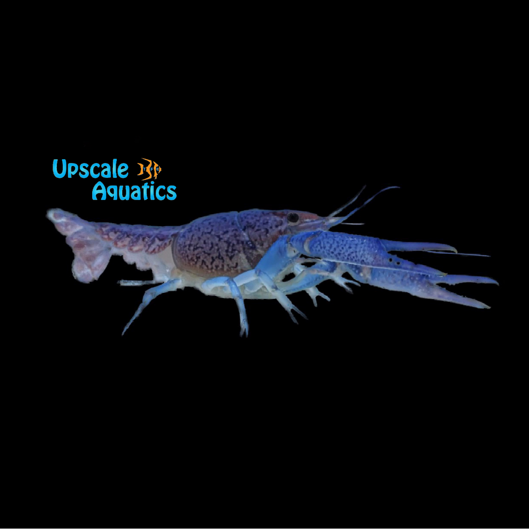 Electric Blue Lobster (Procambarus alleni)