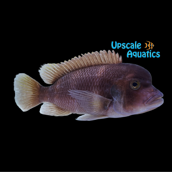 Red Frontosa (Cyphotilapia frontosa)