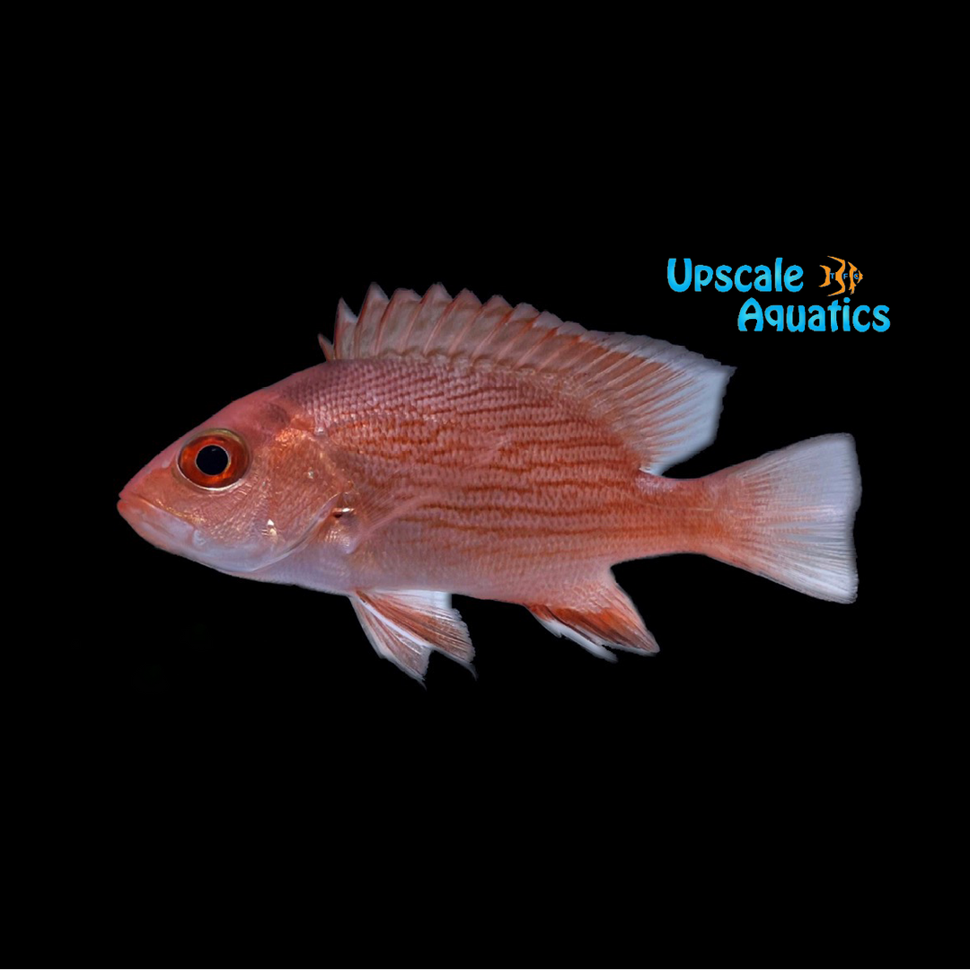 Crimson Snapper (Lutjanus erythropterus)