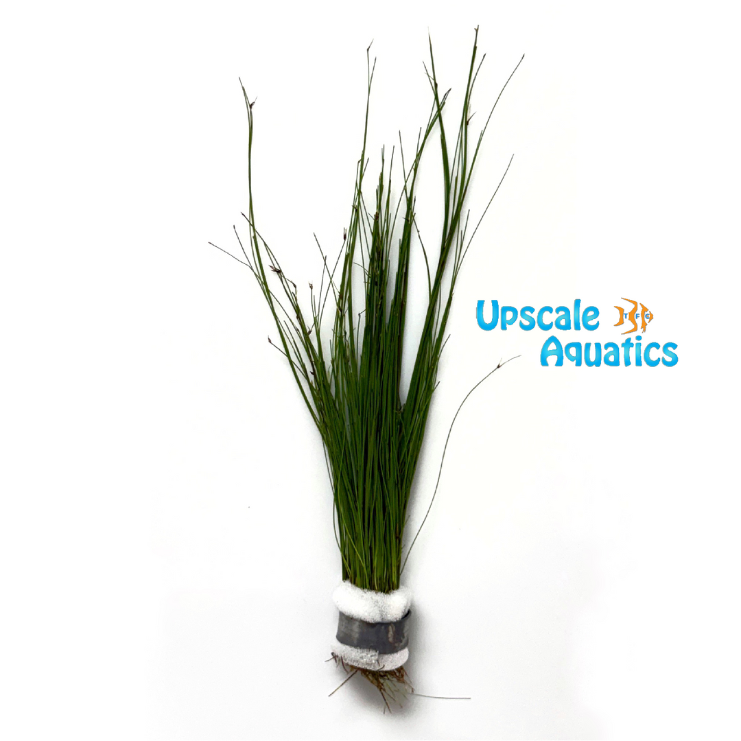 Umbrella Hair Grass (Eleocharis vivipara)