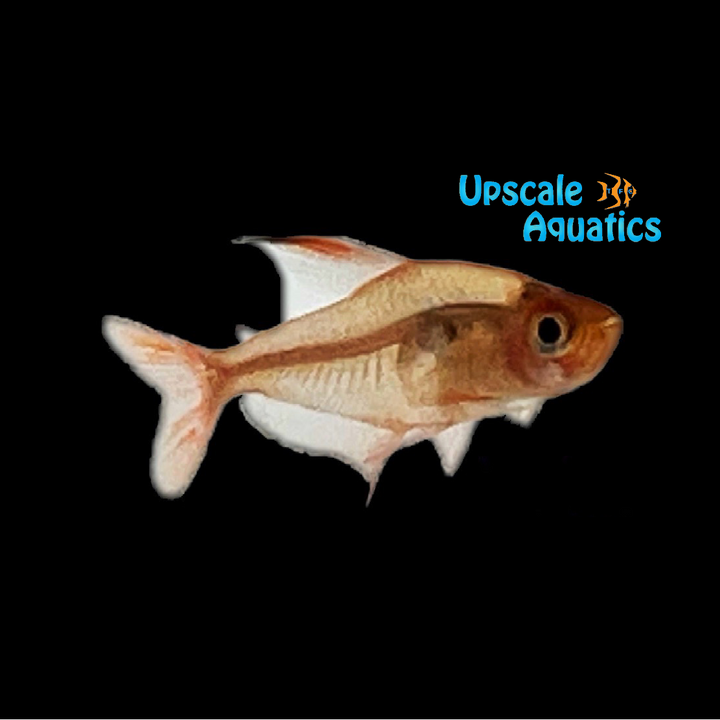 Red Phantom Tetra (Hyphessobrycon sweglesi)