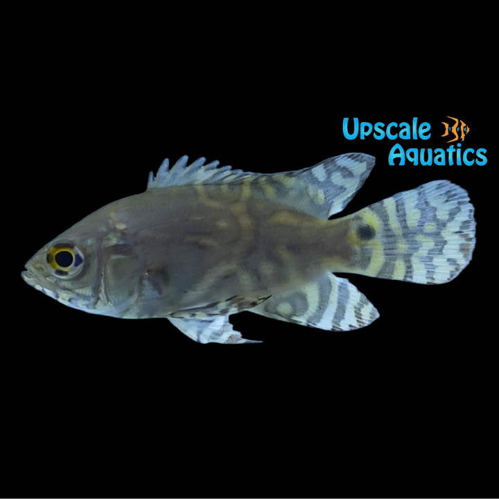 Wild Oscar - Rio Caqueta (Astronotus ocellatus)