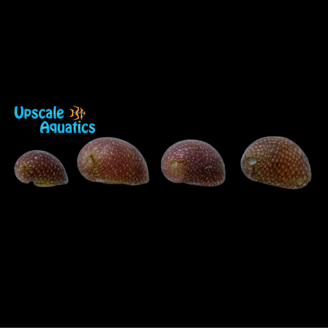 Pink Lady Nerite Snaill (Clithon sowerianum)