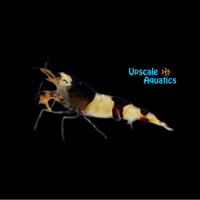 Black Crystal Shrimp (Caridina cantonensis)