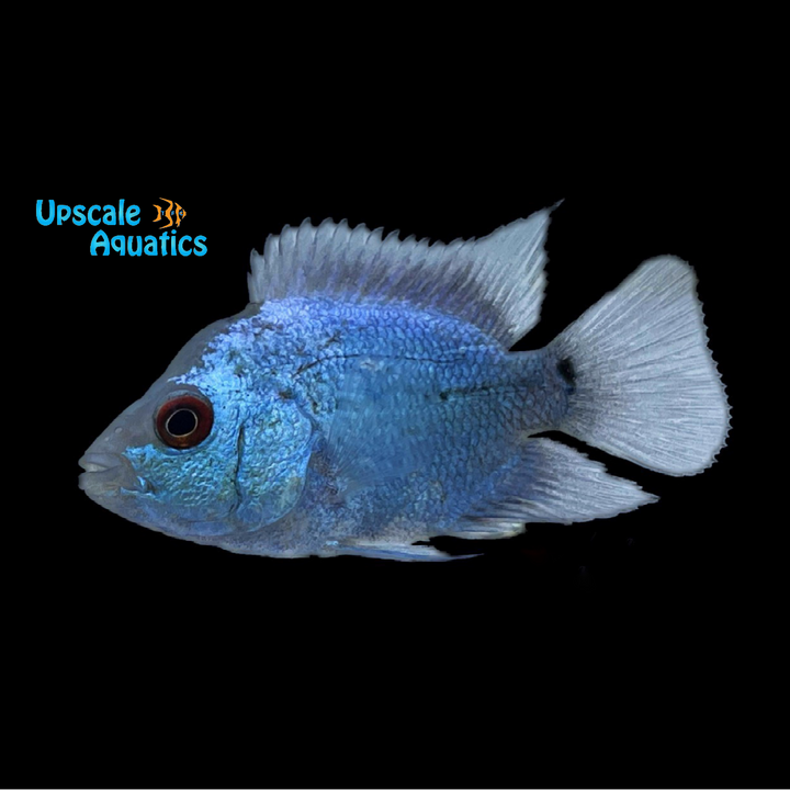 Thai Silk Flowerhorn (Cichlasoma sp. x)