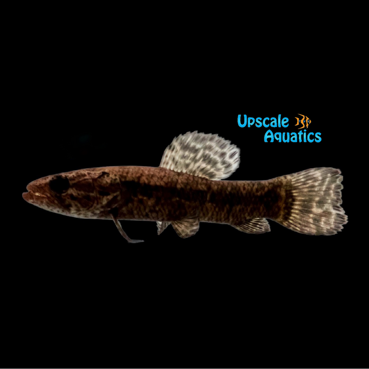 Black Wolf Fish (Hoplias curupira)