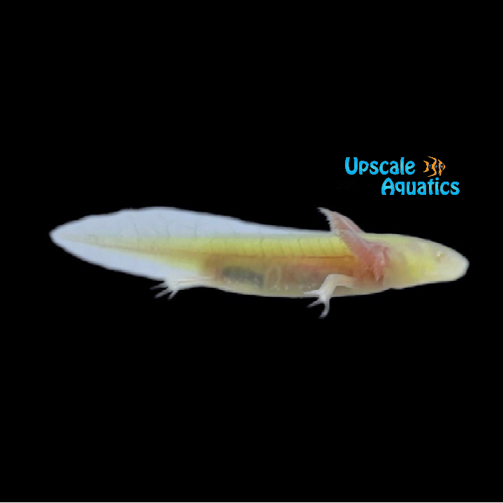 GFP Albino Axolotl (Ambystoma mexicanum)