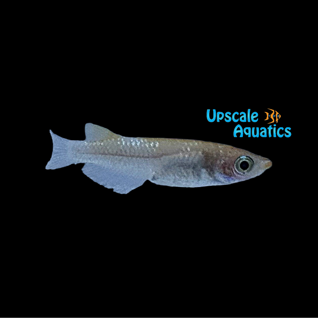 Sparkle Koi Kohaku Medaka Ricefish (Oryzias latipes)