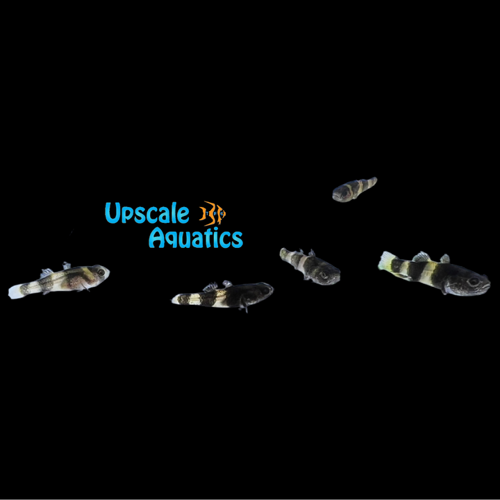 Sabanus Bumblebee Goby (Brachygobius sabanus)