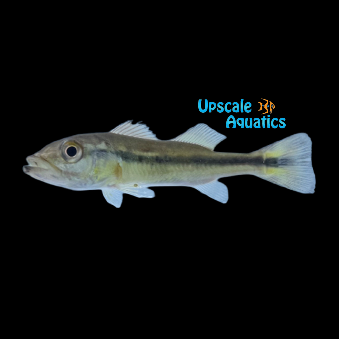 Temensis Peacock Bass 'Rio Inirida' (Cichla temensis)