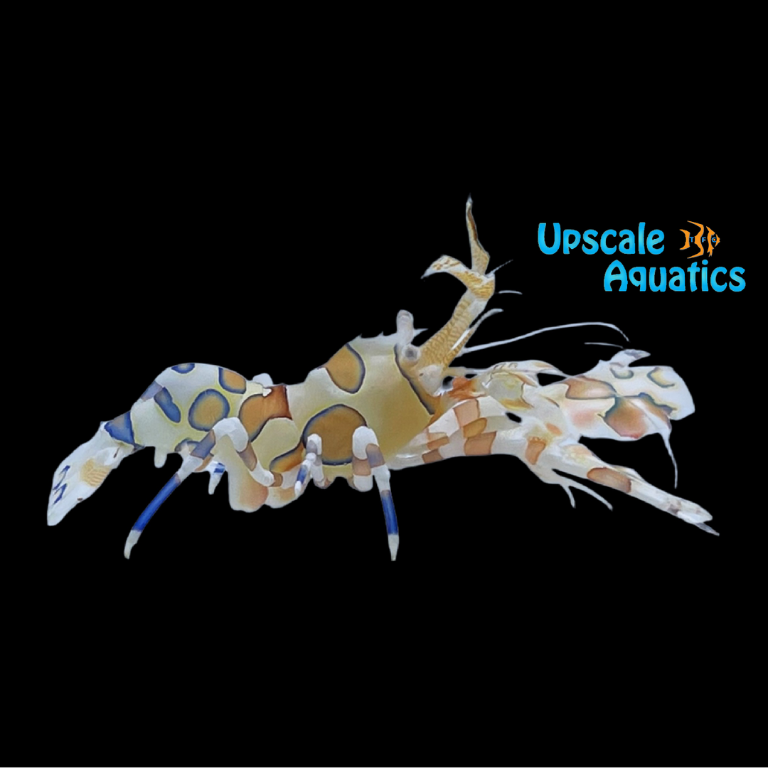 Harlequin Shrimp (Hymenocera picta)