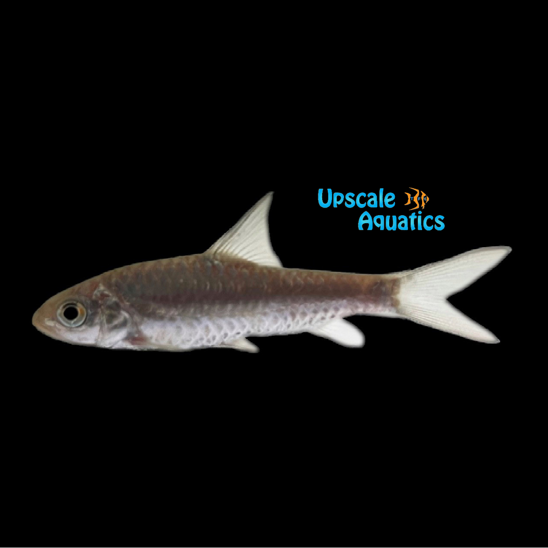 Copper Mahseer (Neolissochilus hexagonolepis)