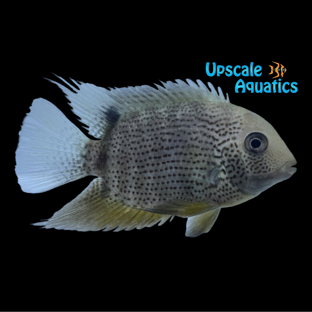 Spotted Green Severum (Heros efasciatus 'Rio Tocantins')