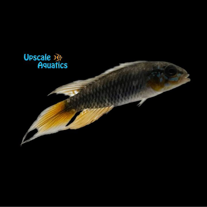 Apistogramma Uaupesi