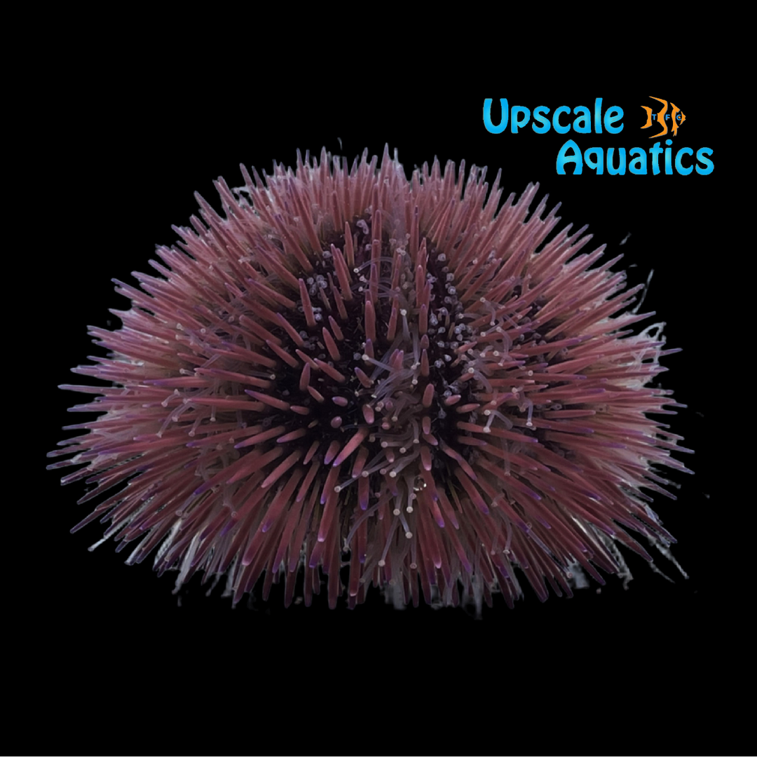 Rose Pink Urchin (Lytechinus variegatus)