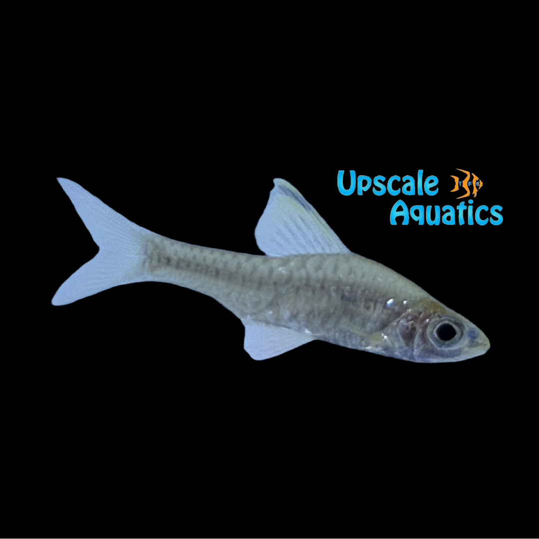 Indian HiFin Headstander Barb (Oreichthys cosuatis)