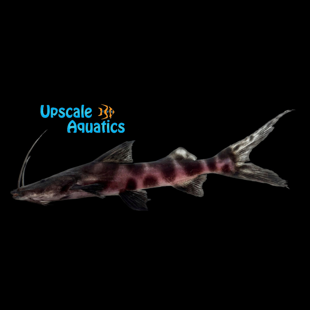 Juruense Catfish (Brachyplatystoma juruense)