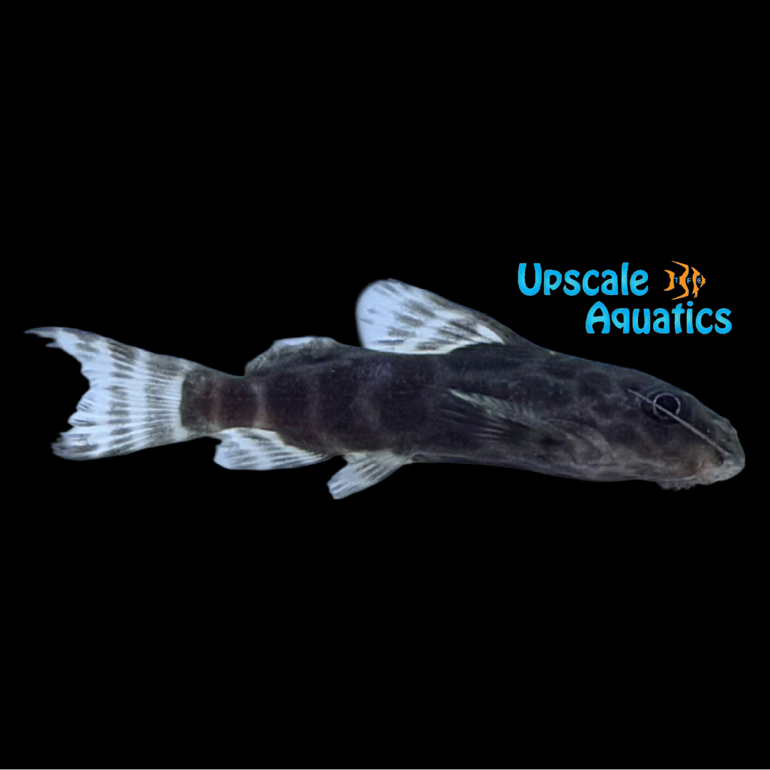 Synodontis Aterrimus