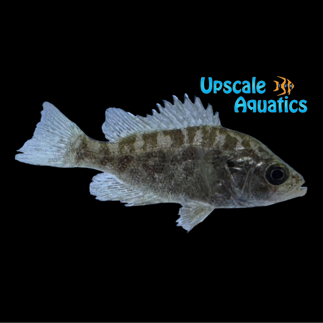 Sacramento Perch (Archoplites interruptus)
