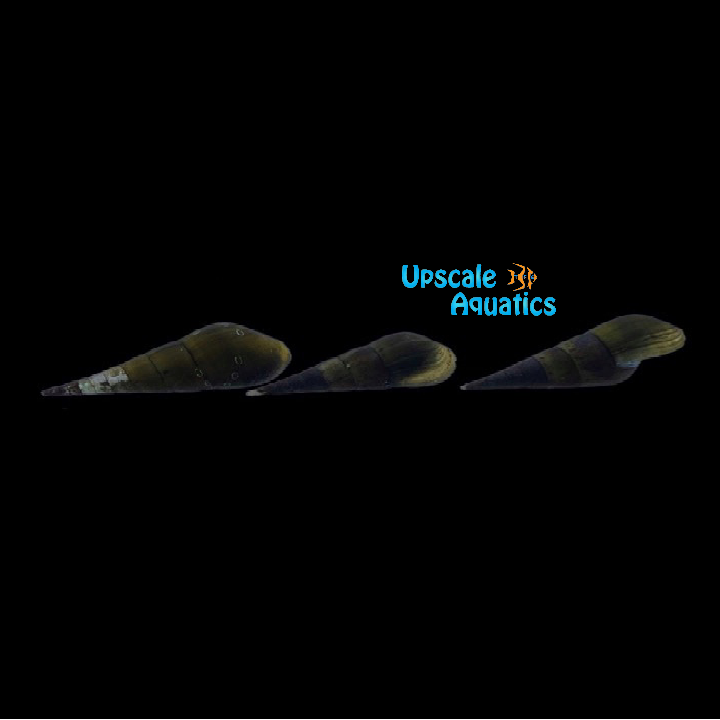 Chopstick Snail (Stenomelania torulosa)
