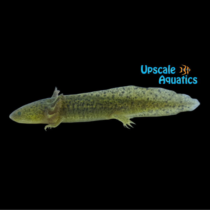 GFP Copper Axolotl (Ambystoma mexicanum)