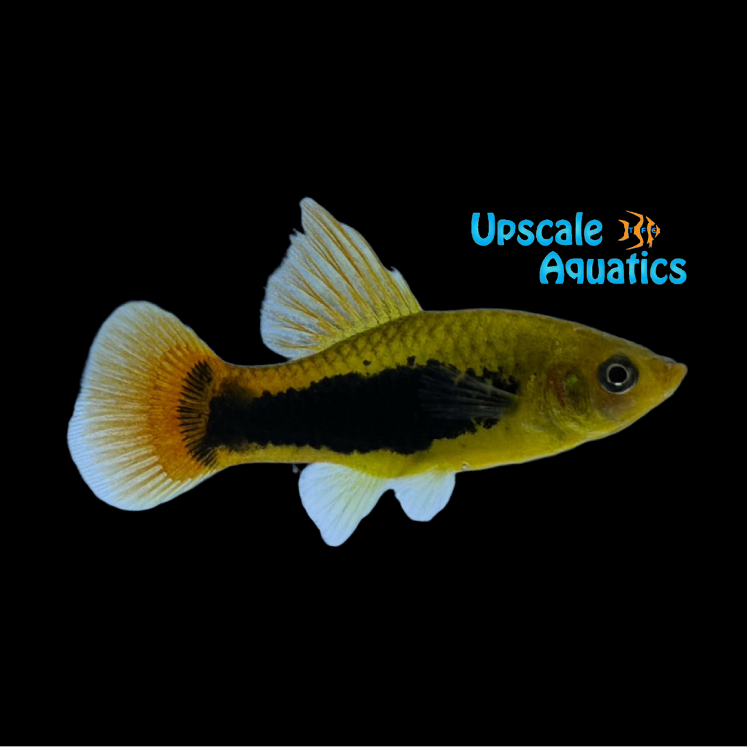 Sunburst Tuxedo Highfin Variatus (Xiphophorus variatus)