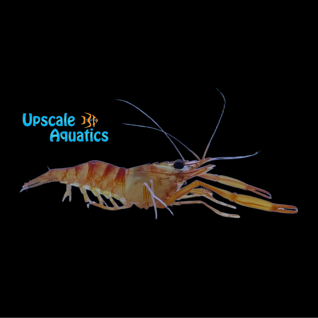 Two Claw Shrimp (Brachcarpus biunguiculatus)