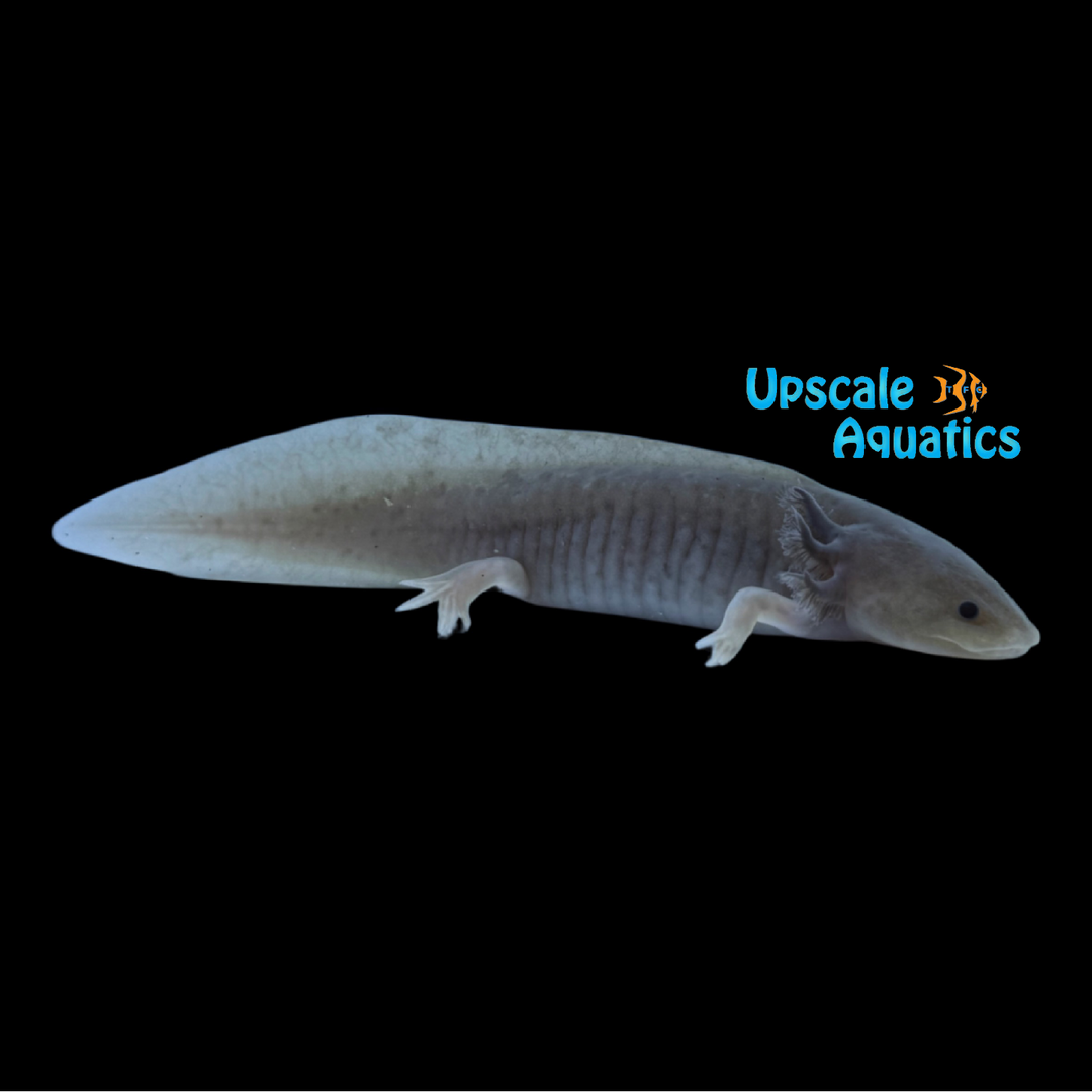 Copper Melanoid Axolotl (Ambystoma mexicanum)