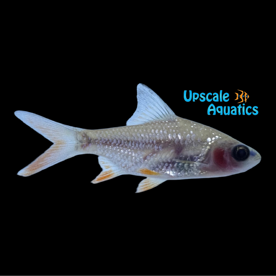 Blushing Tinfoil Barb (Barbonymus altus)