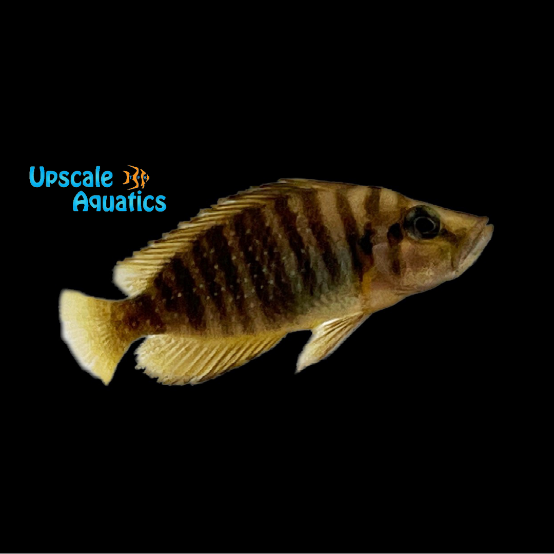 Fire Fin Compressiceps (Altolamprologus compressiceps firefin)