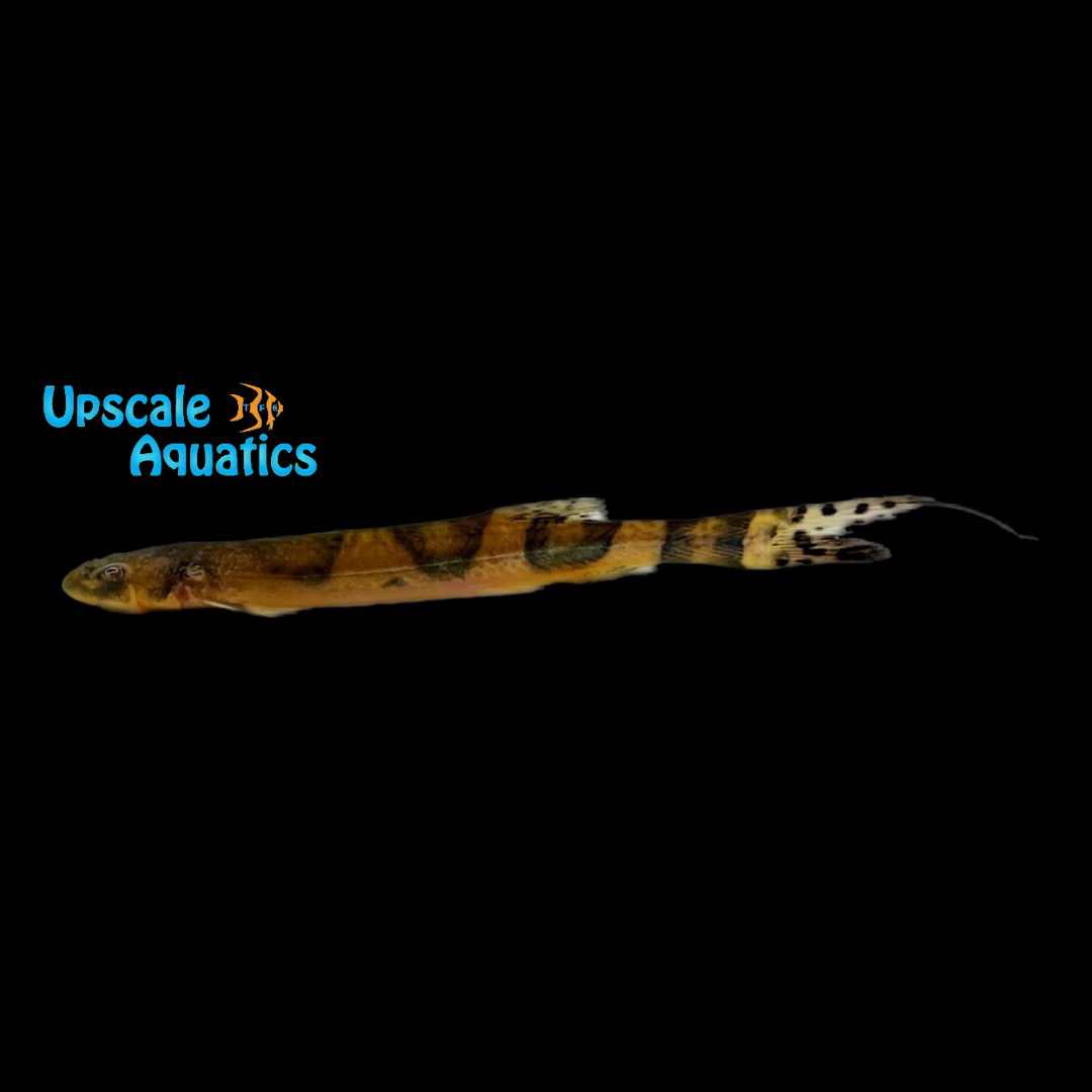 Jaguar Candiru Catfish (Pseudostegophilus nemurus)