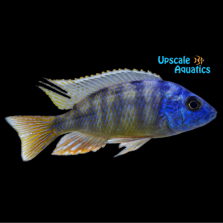 Assorted Hybrid Haplochromis (Protomelas sp. x)