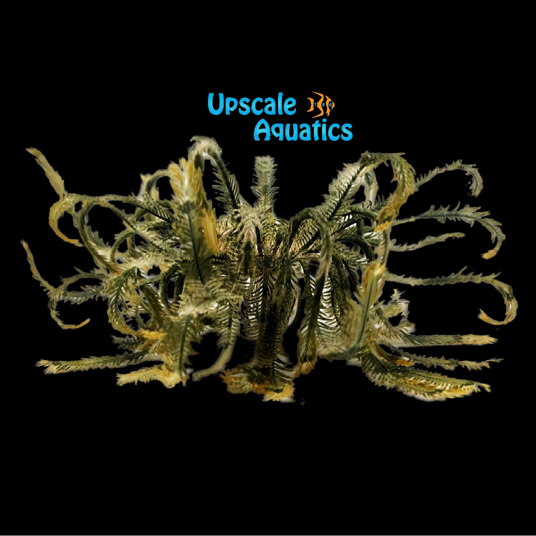 Green Feather Starfish (Comaster gracilis)