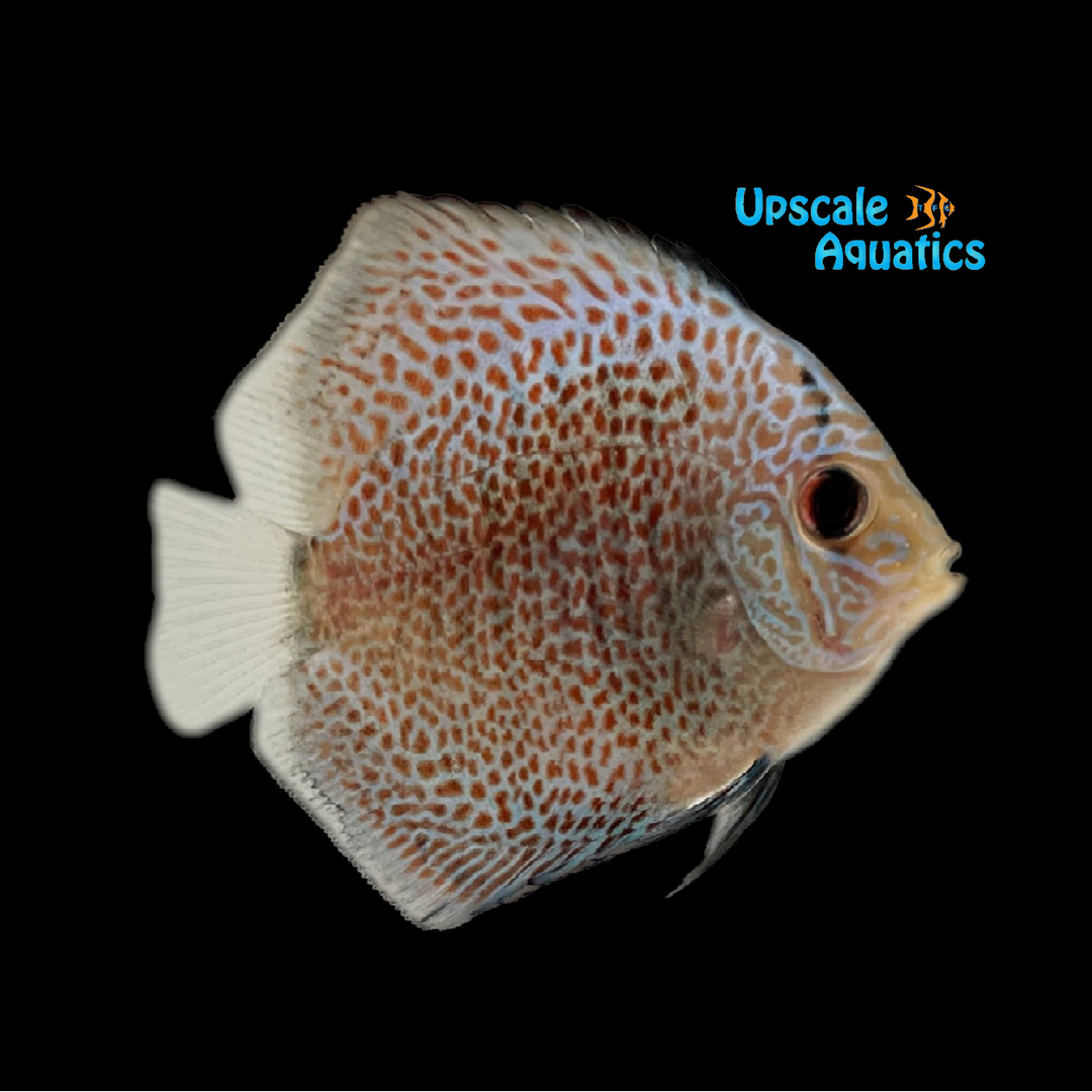 Blue Scorpion Discus (Symphysodon aequifasciatus)