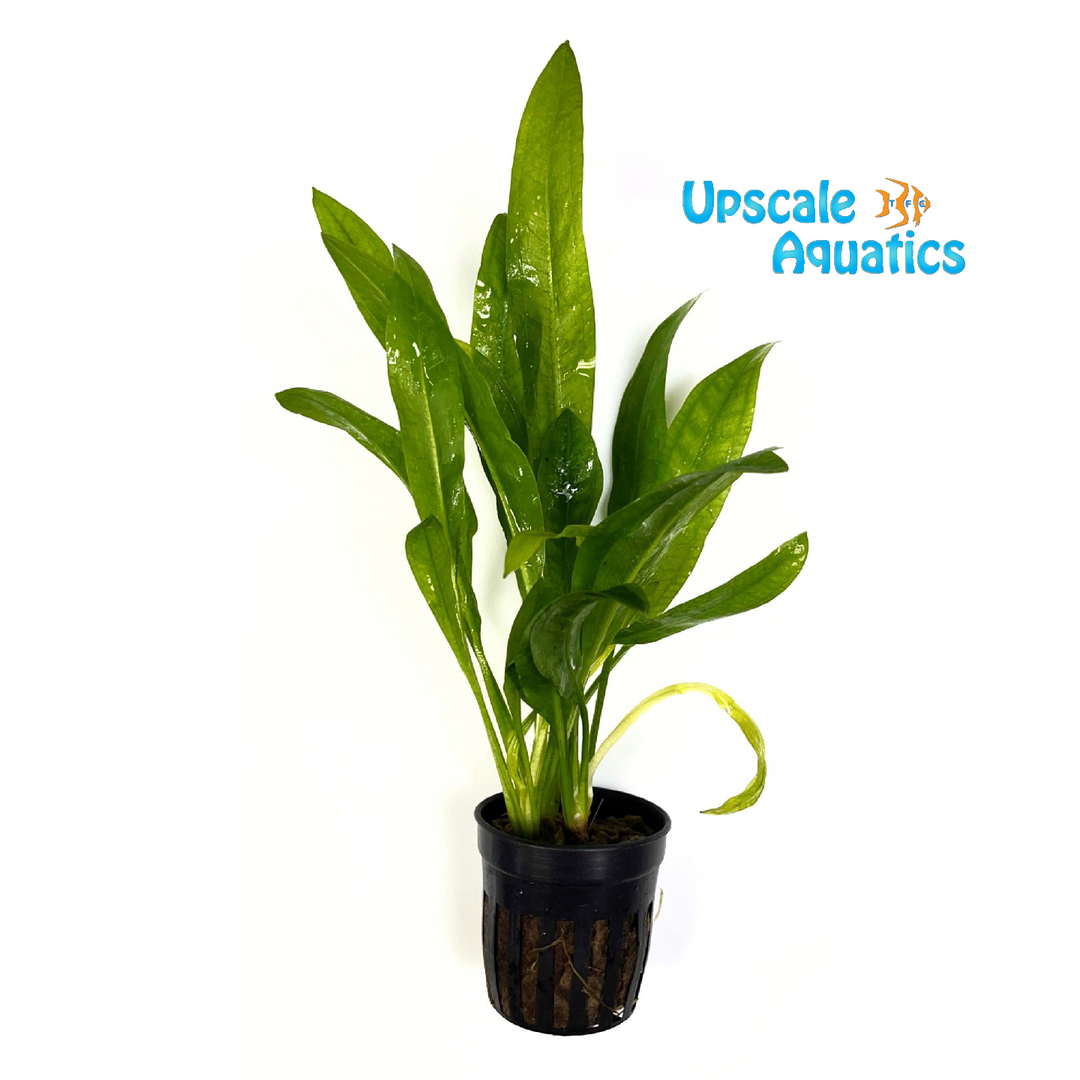 Amazon Sword (Echinodorus amazonicus)
