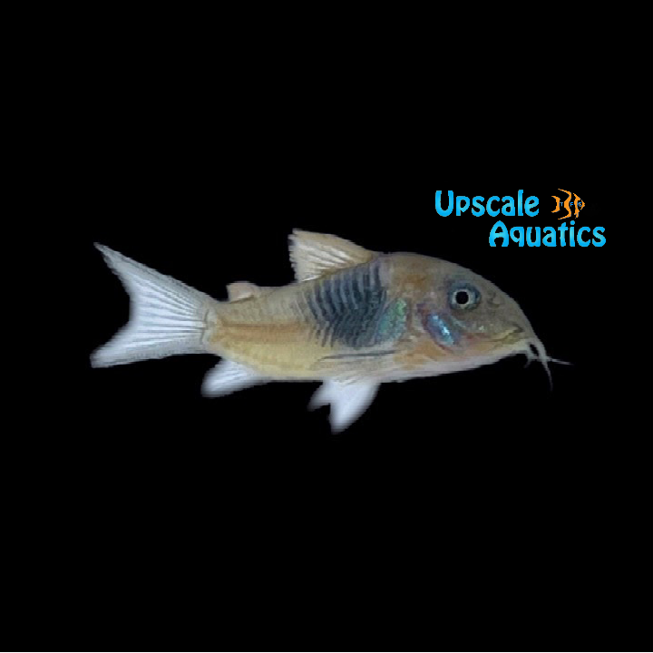 Red Sailfin Venezuelan Cory (Corydoras aeneus 'venezuela')