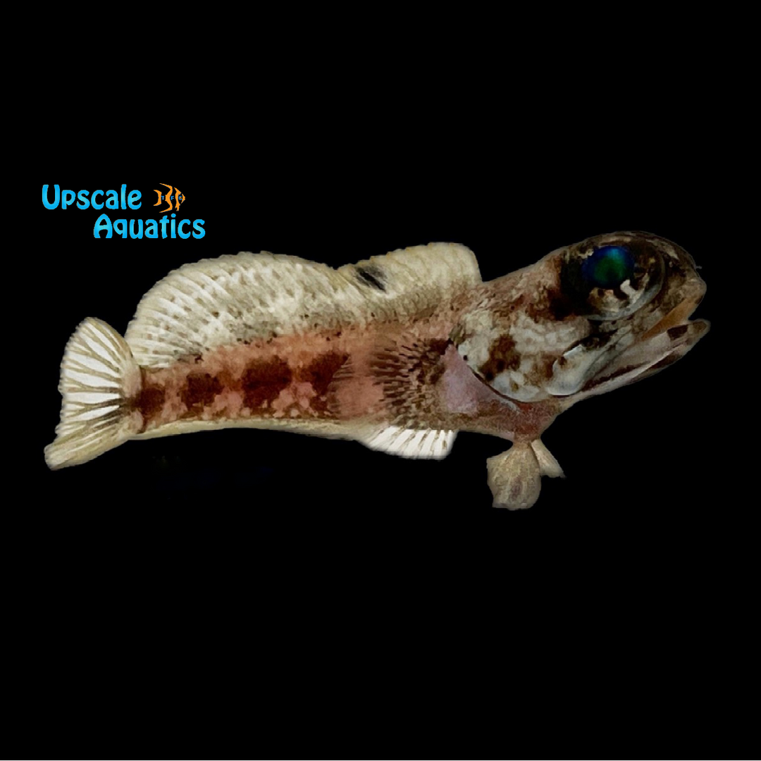 Banded Jawfish (Opistognathus macrognathus)